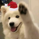 旺仔禾布狗