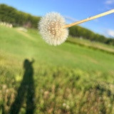 冬眠的绿可乐