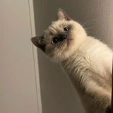 lalalilala