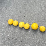 飞光飞光