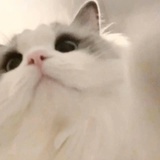 隼（发疯中