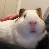来财