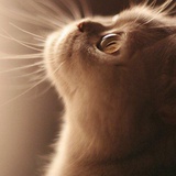 小猫咪也不知道