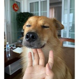 金蔓