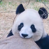 何时缚苍龙