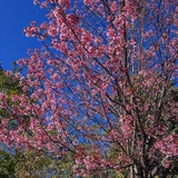 且听风吟