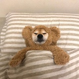 安科瑞任心怡