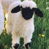 香菜属实不好吃