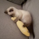 猫猫又咪咪