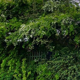 🌲🌳🌴