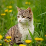 心软的神🐱