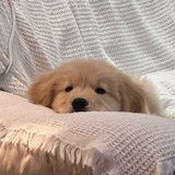 咖咖