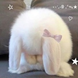 tongie_