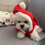 金饭粒（圣诞版