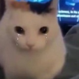 猫还好