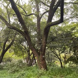 秋小秋