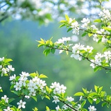 清秋