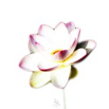 荷 白