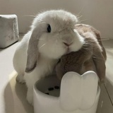 薄巧猪