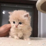 苏格兰折耳猫