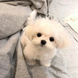 paka
