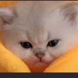 🔆