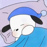 全球第三帕恰狗