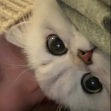 沉默的乌龙茶