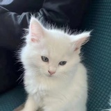 好运小猫