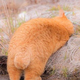 卷卷猫