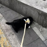 西蒙