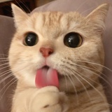 S' cat