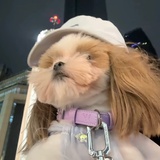 可爱侵略症患者