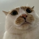面包体