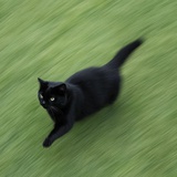 唯爱小猫