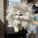 鱼泡泡