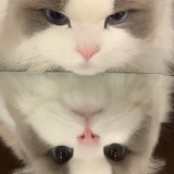 nomono