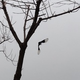 晨曦