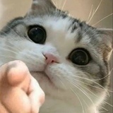 机智土豆泥