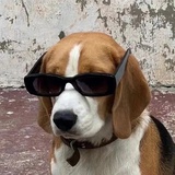 Ꮚ ֊ .̫ ֊ Ꮚ ᐝ