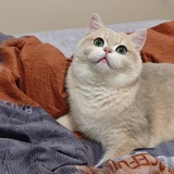 🐱