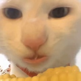 蛋