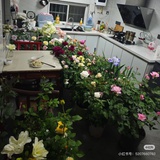 女宝女宝世界瑰
