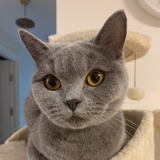 木子