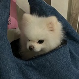 博美大帝