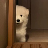 团子