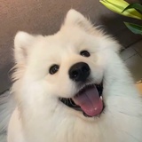 萨摩耶养殖记录
