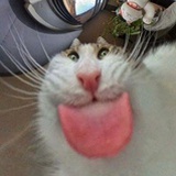 快乐大嘴鱼meow