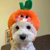 养一只修狗🐶