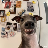 养一只修狗🐶